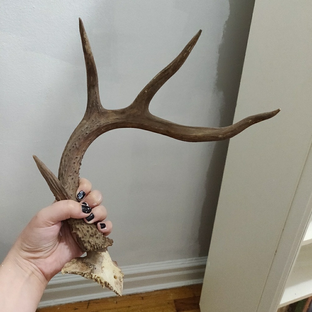 Antler